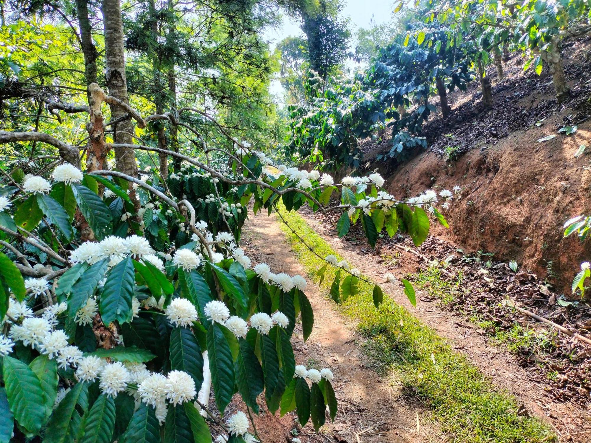 Villa Sambrama Wood House Madikeri Exterior foto